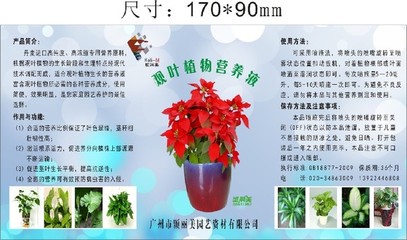 為什么室內的綠植越長越黃？一瓶萬能“營養液”拯救你的小盆栽